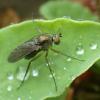 Dolichopus sp.